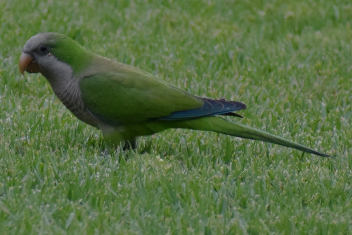 Калита сіроволий - ML645970171