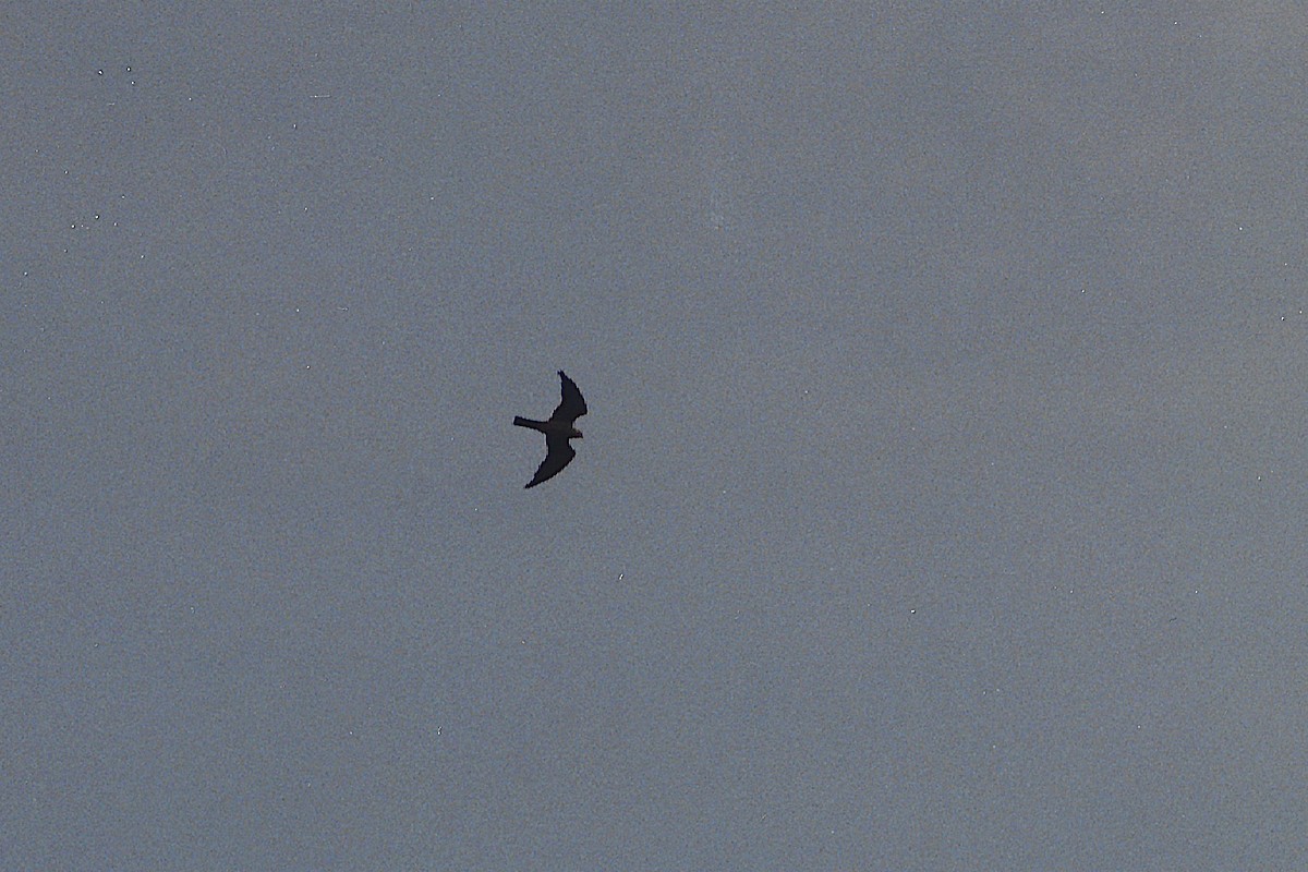 Mississippi Kite - ML645970179