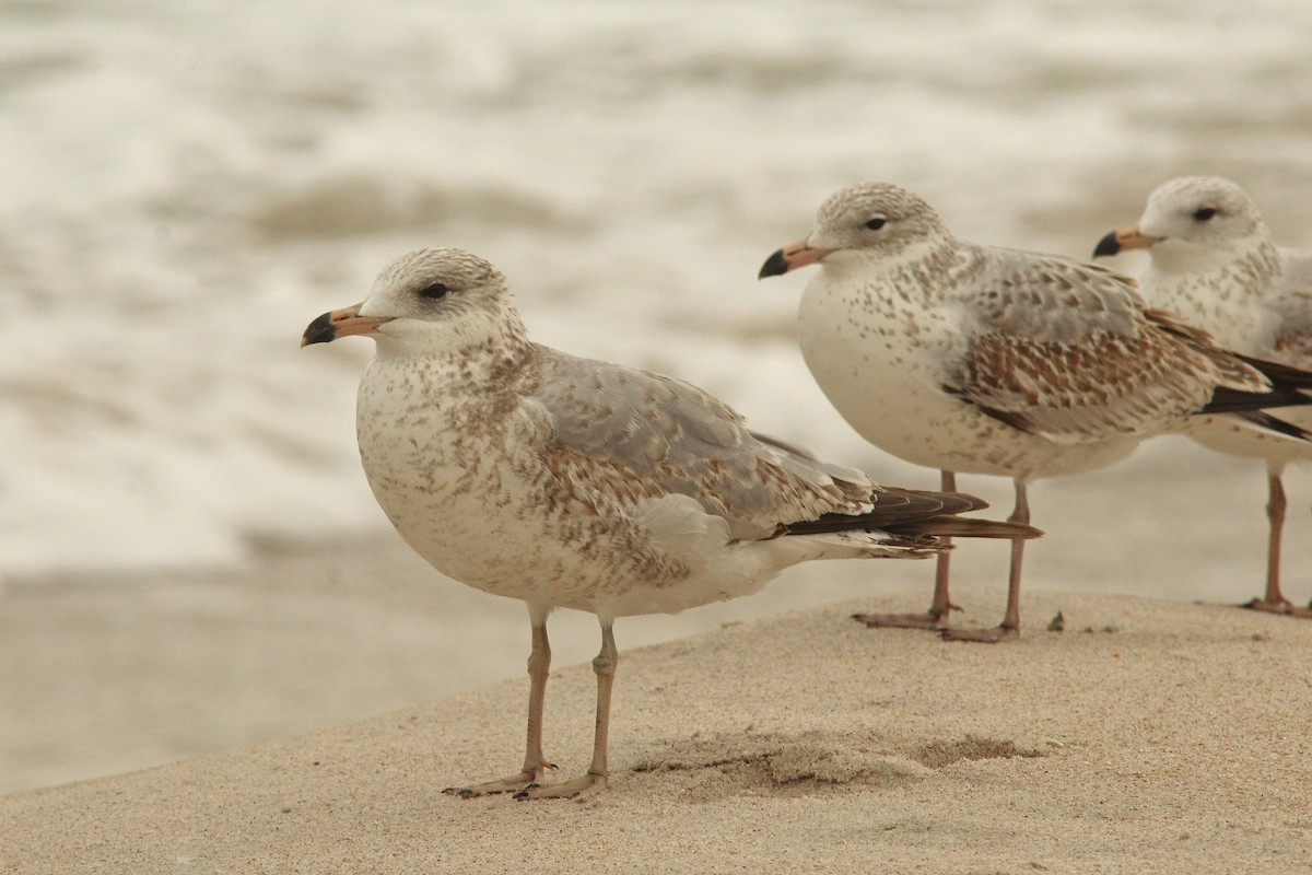Ring-billed Gull - ML645970181