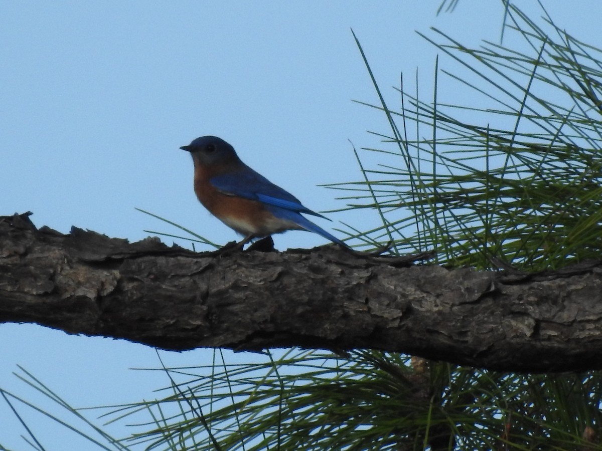 Eastern Bluebird - ML645970183