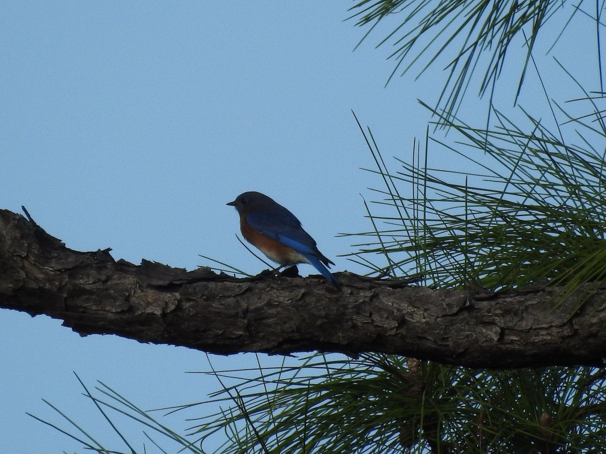 Eastern Bluebird - ML645970184
