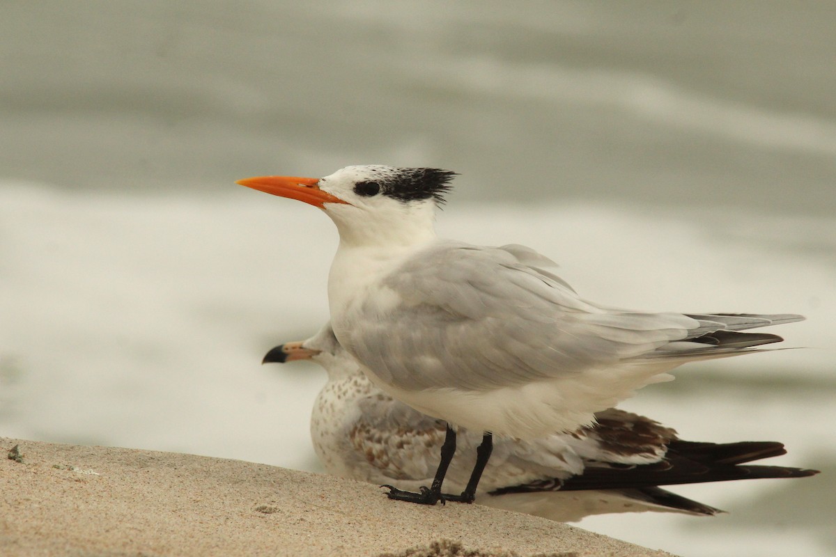 Royal Tern - ML645970208