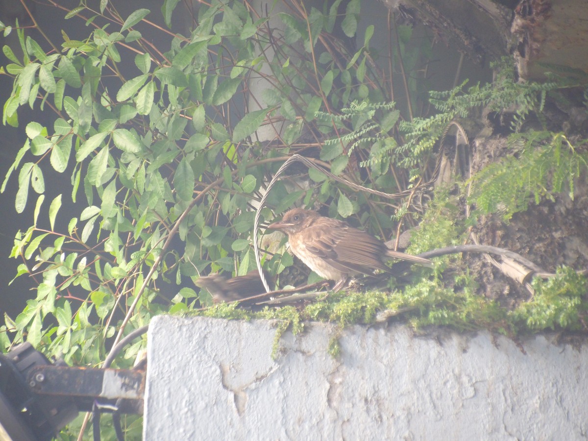 Pearly-eyed Thrasher - ML645970211