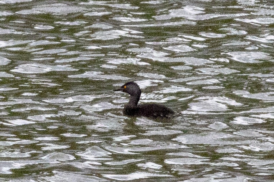 Least Grebe - ML645970215