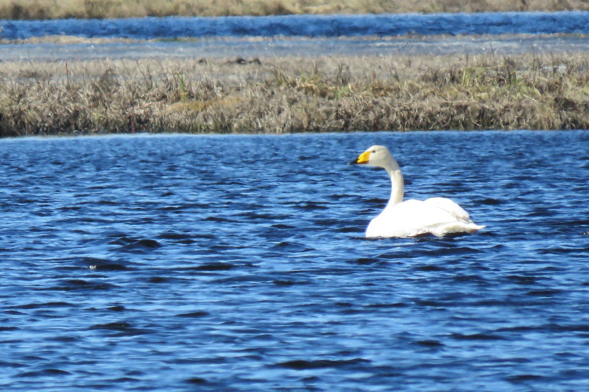 Whooper Swan - ML645970220