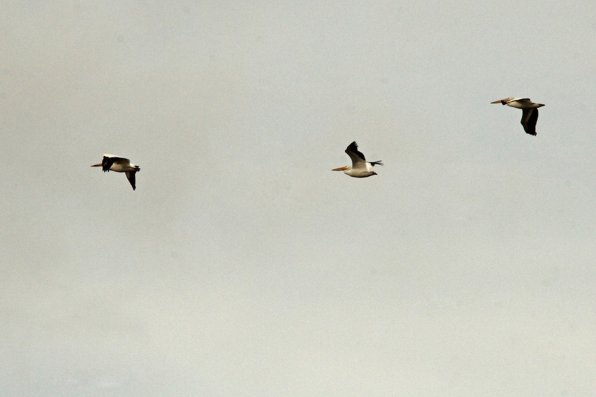 American White Pelican - ML645970221
