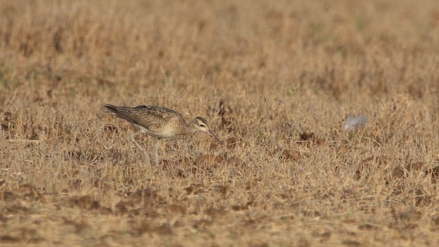 Little Curlew - ML645970222