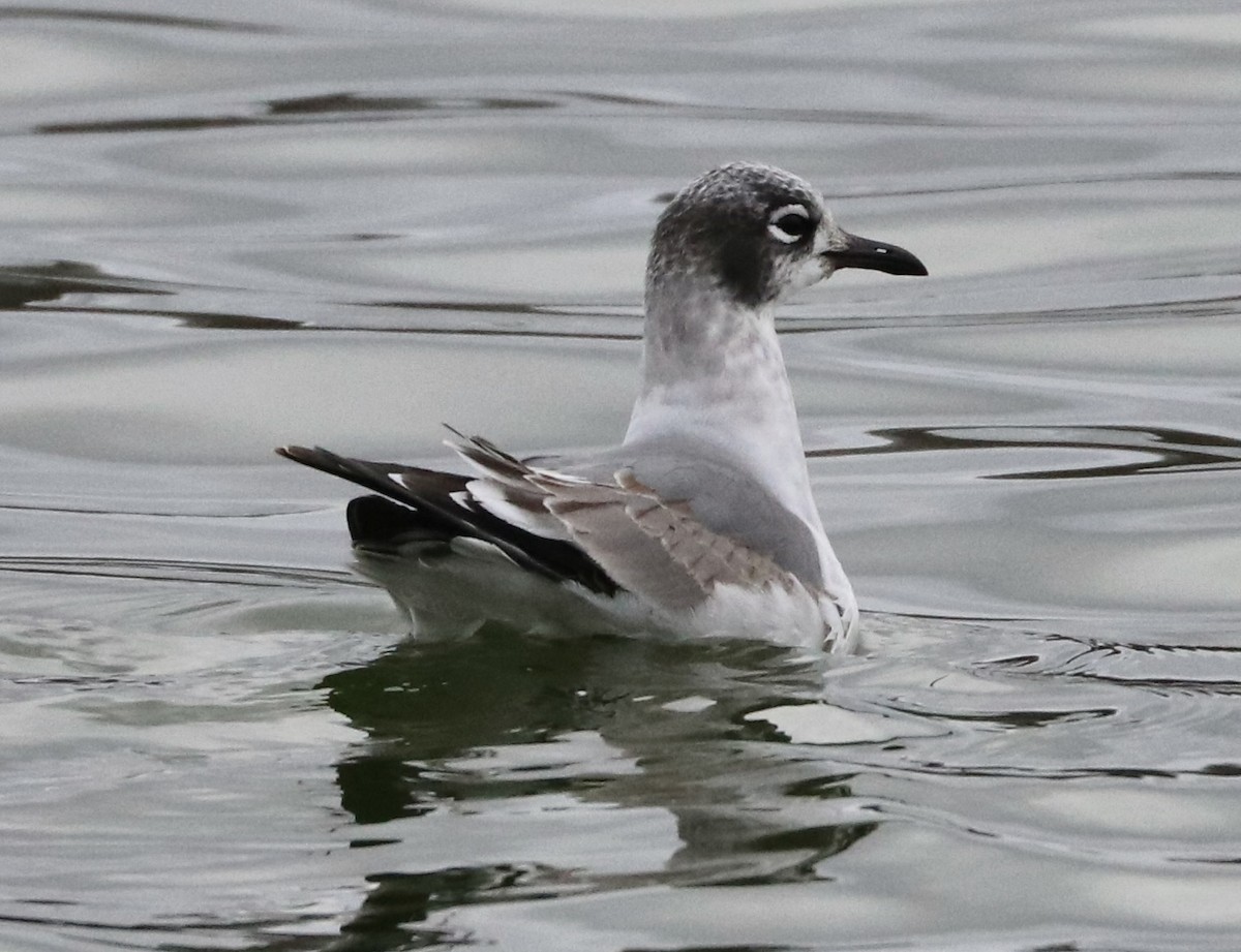 Franklin's Gull - ML645970226