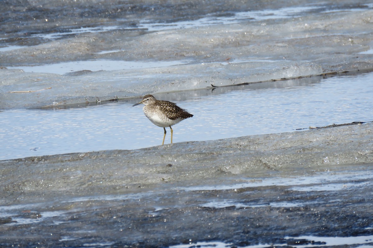 vodouš bahenní - ML645970227