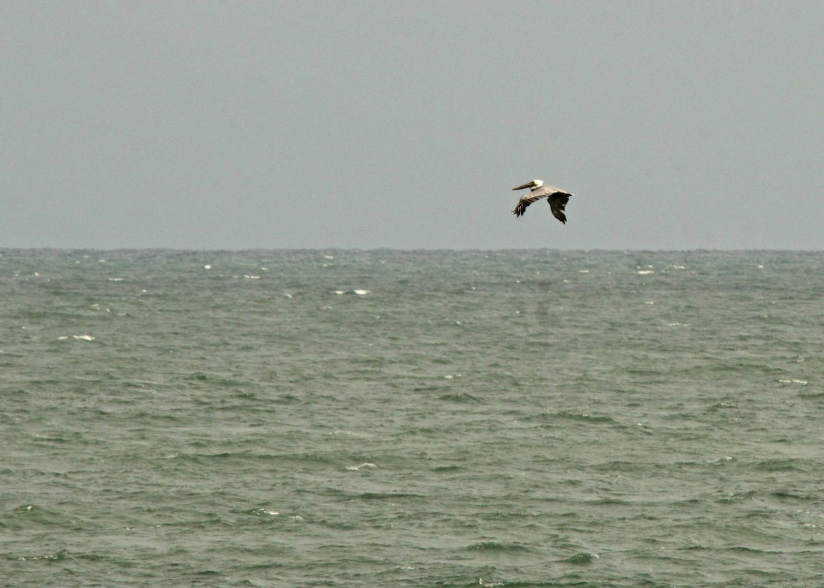 Brown Pelican - ML645970233
