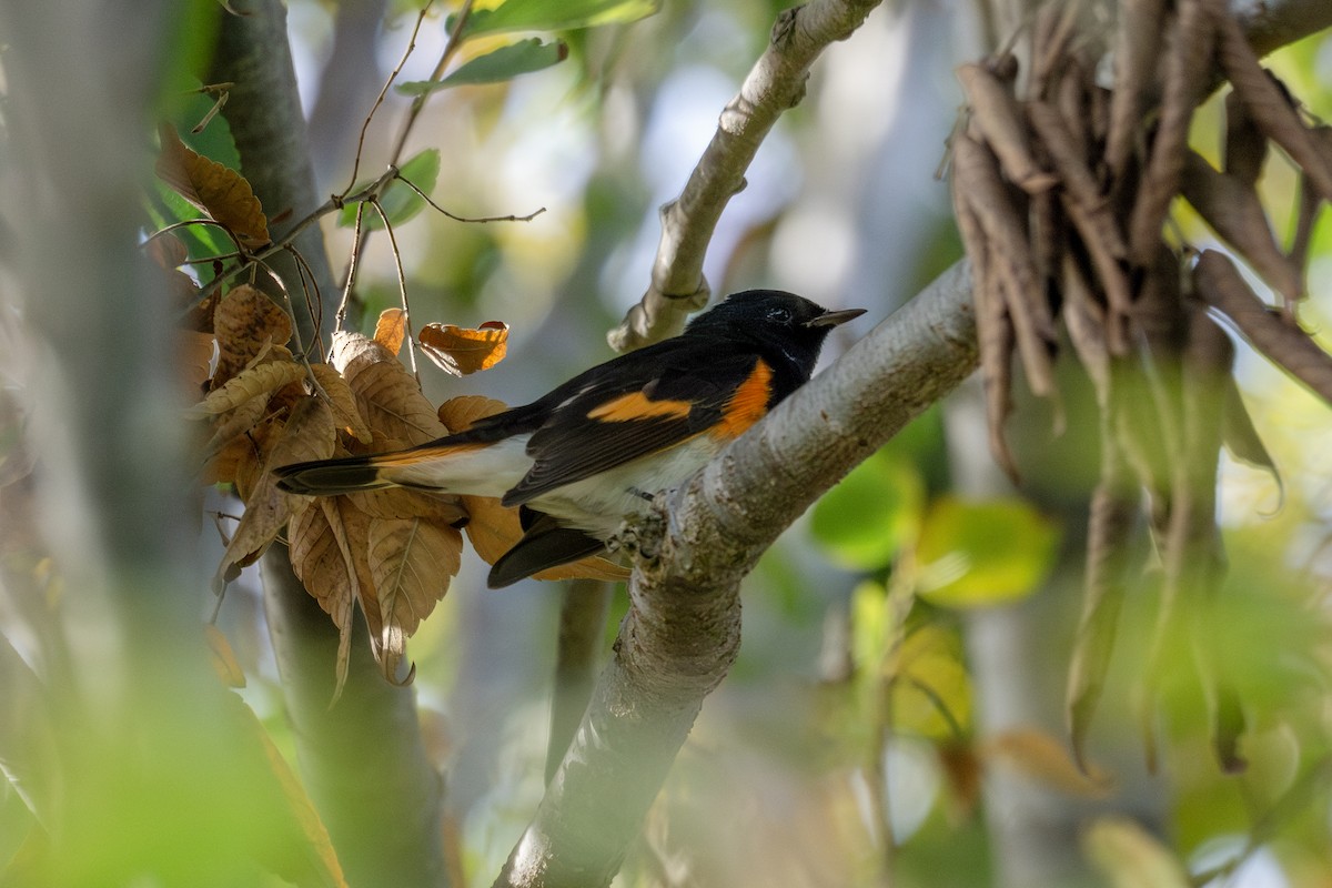 lesňáček lejsčí - ML645970238