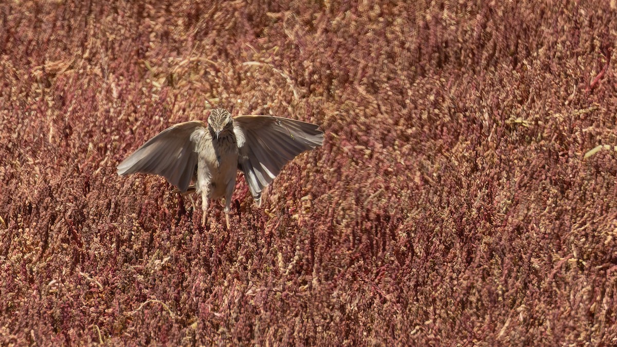 Australian Pipit - ML645970239