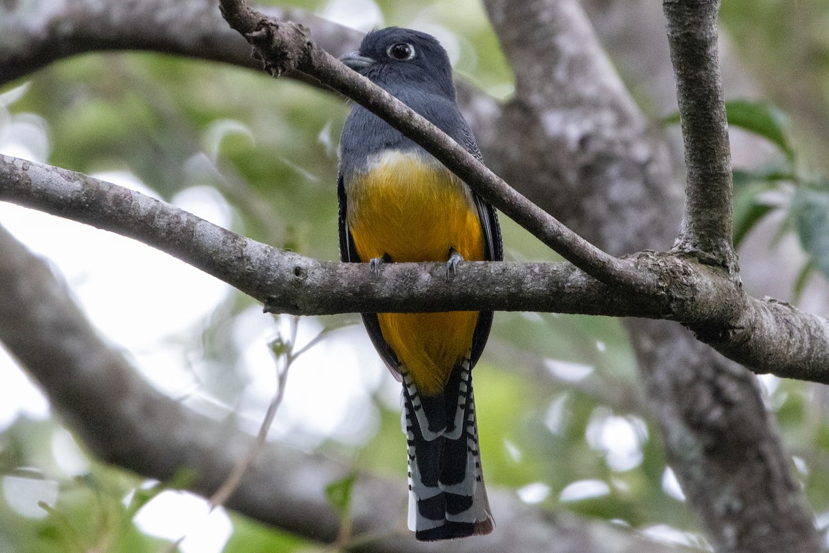 Gartered Violaceous Trogon - ML645970243