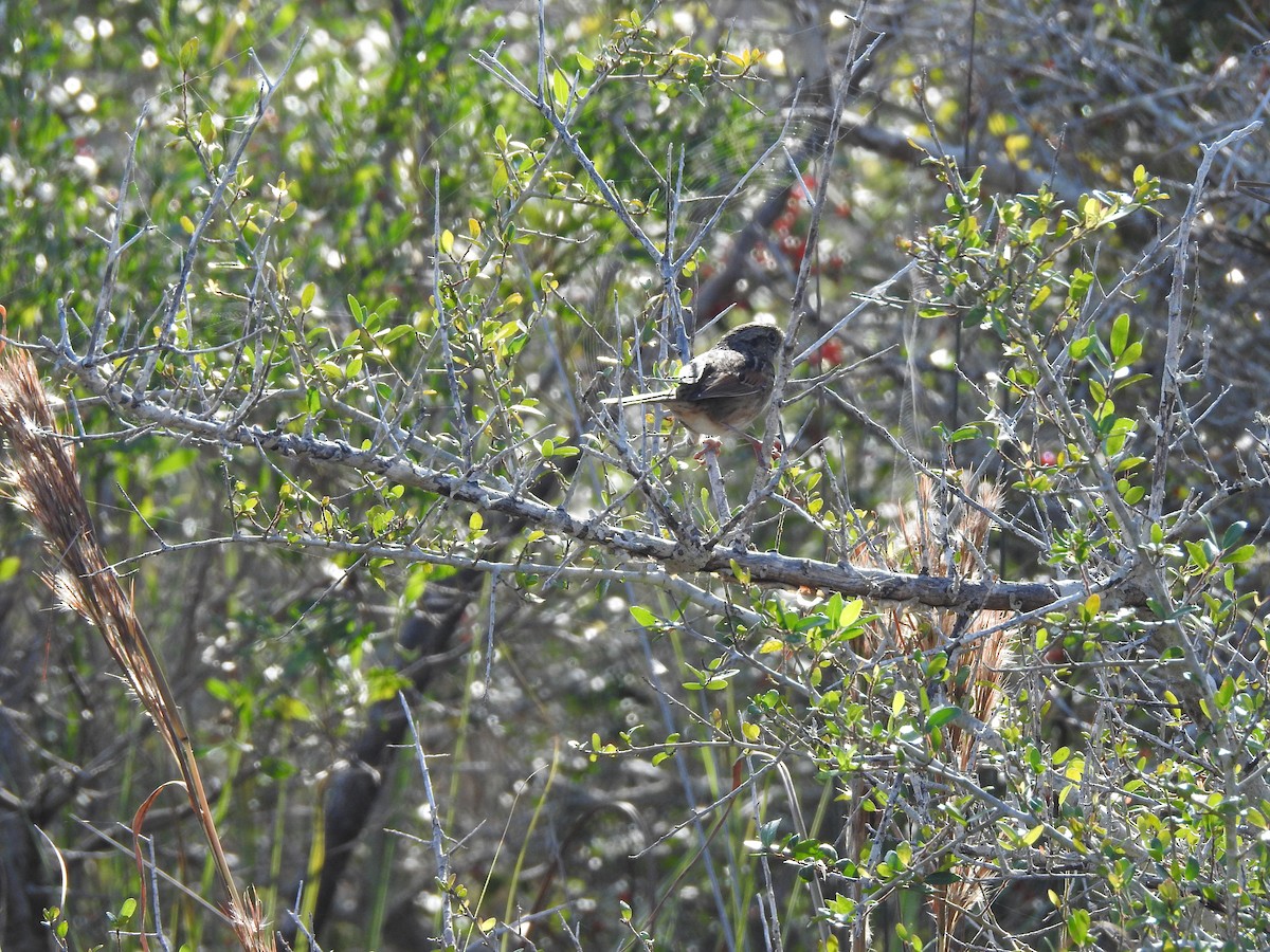Swamp Sparrow - ML645970247