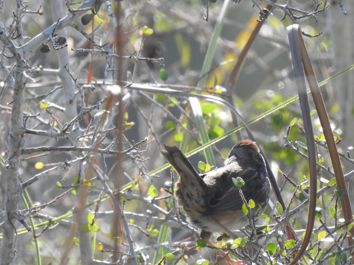 Swamp Sparrow - ML645970248
