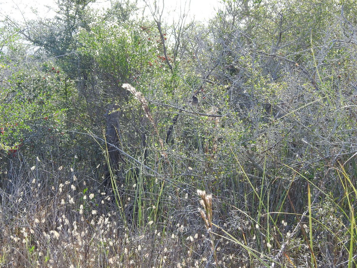 Swamp Sparrow - ML645970249