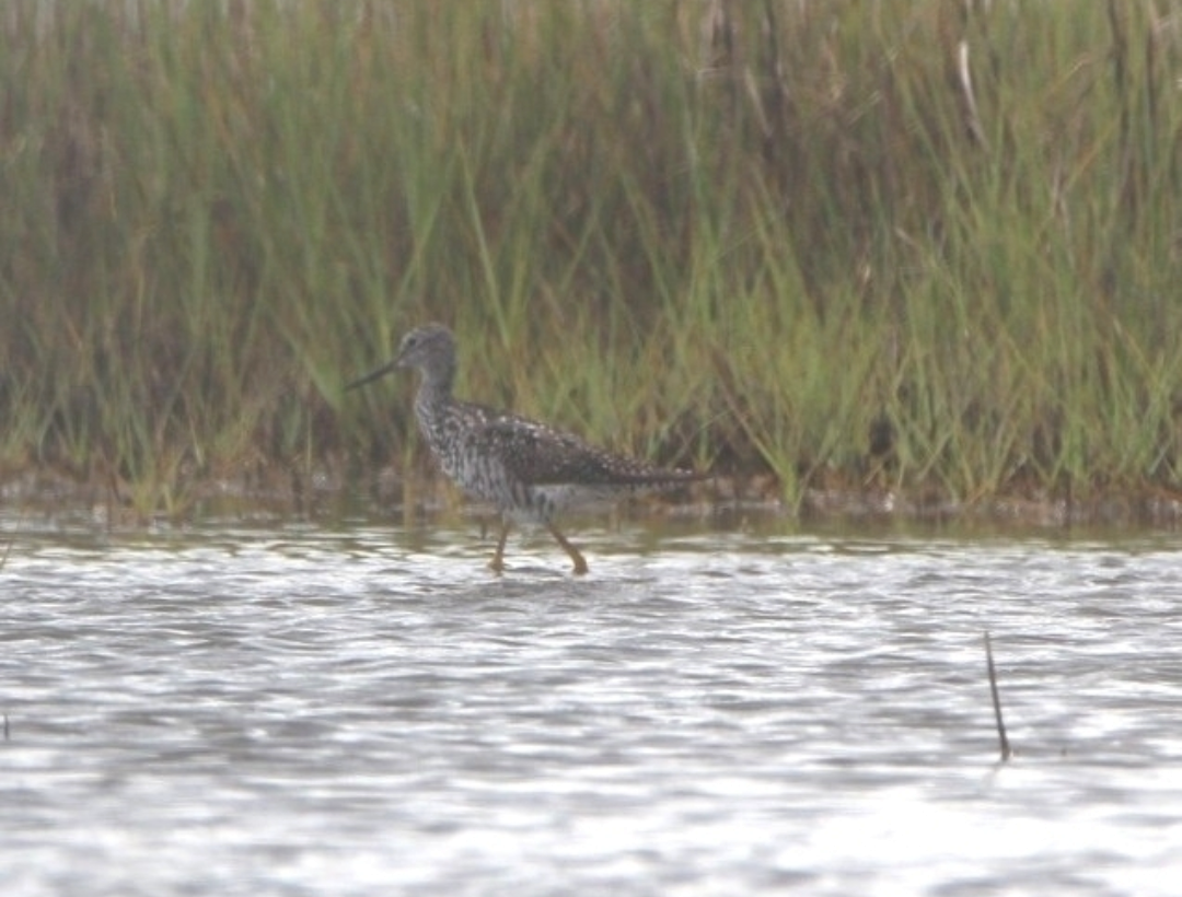 コキアシシギ - ML645970263