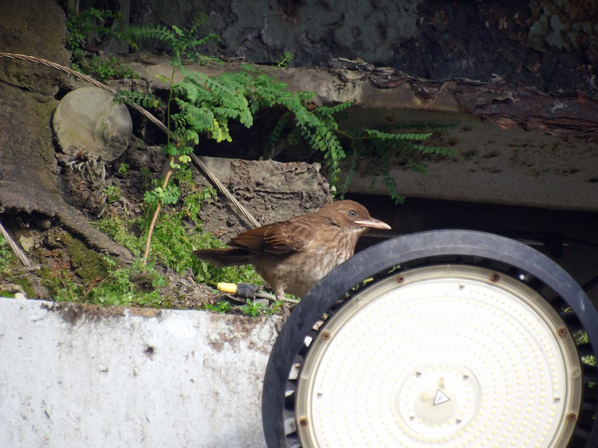 Pearly-eyed Thrasher - ML645970264