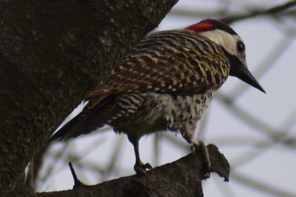 Черноусый дятел - ML645970266