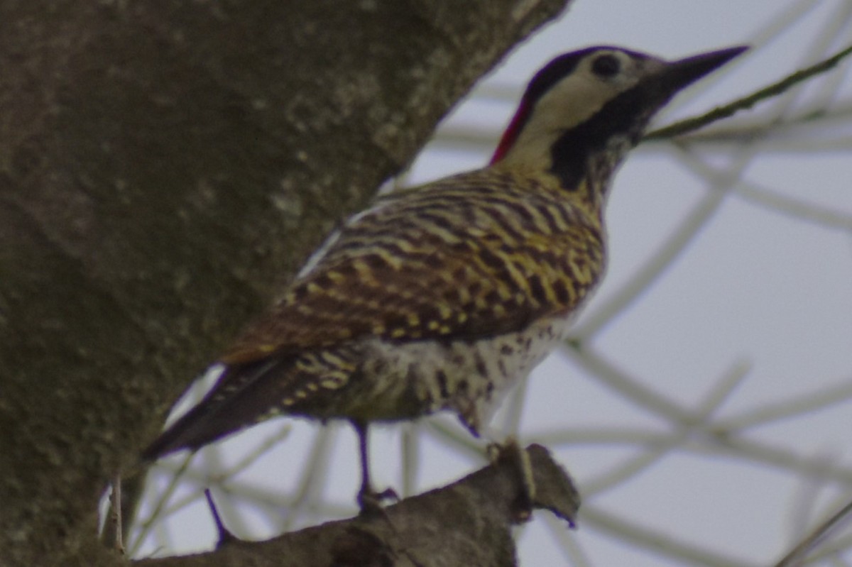 Черноусый дятел - ML645970267