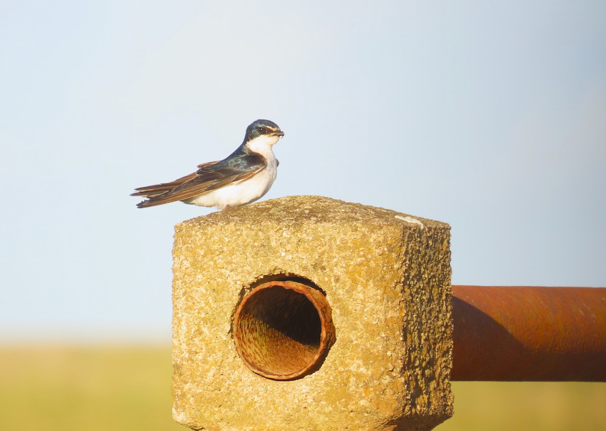 Hirondelle à diadème - ML645970269