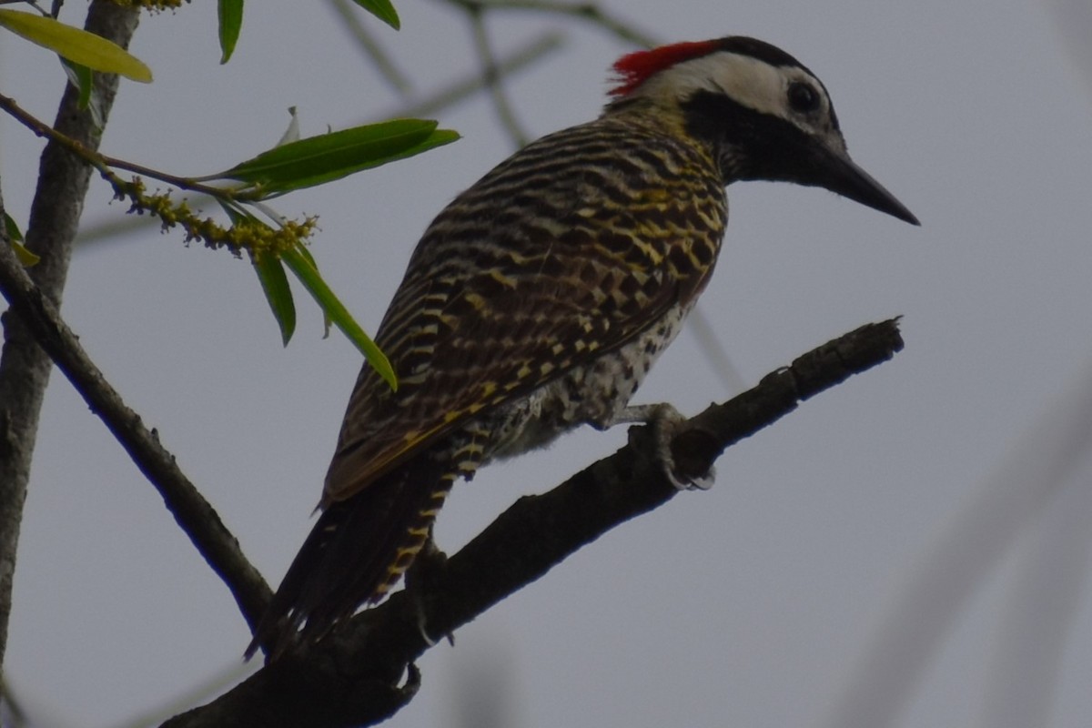 Черноусый дятел - ML645970270