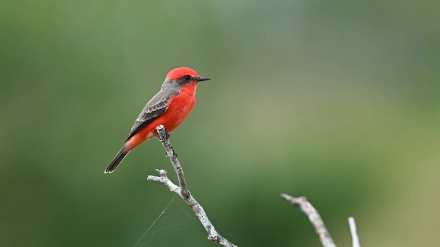 Vermilion Flycatcher (Northern) - ML645970273