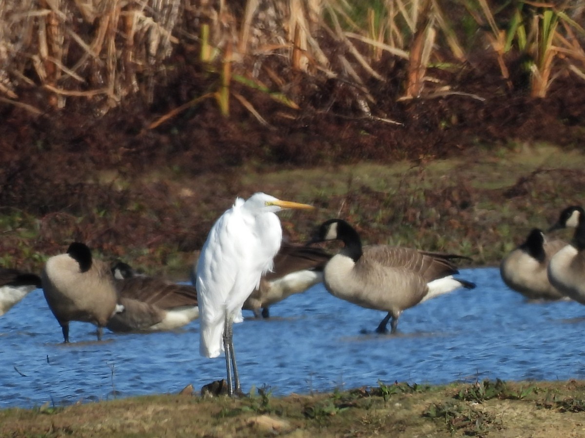 Koartza zuria - ML645970275