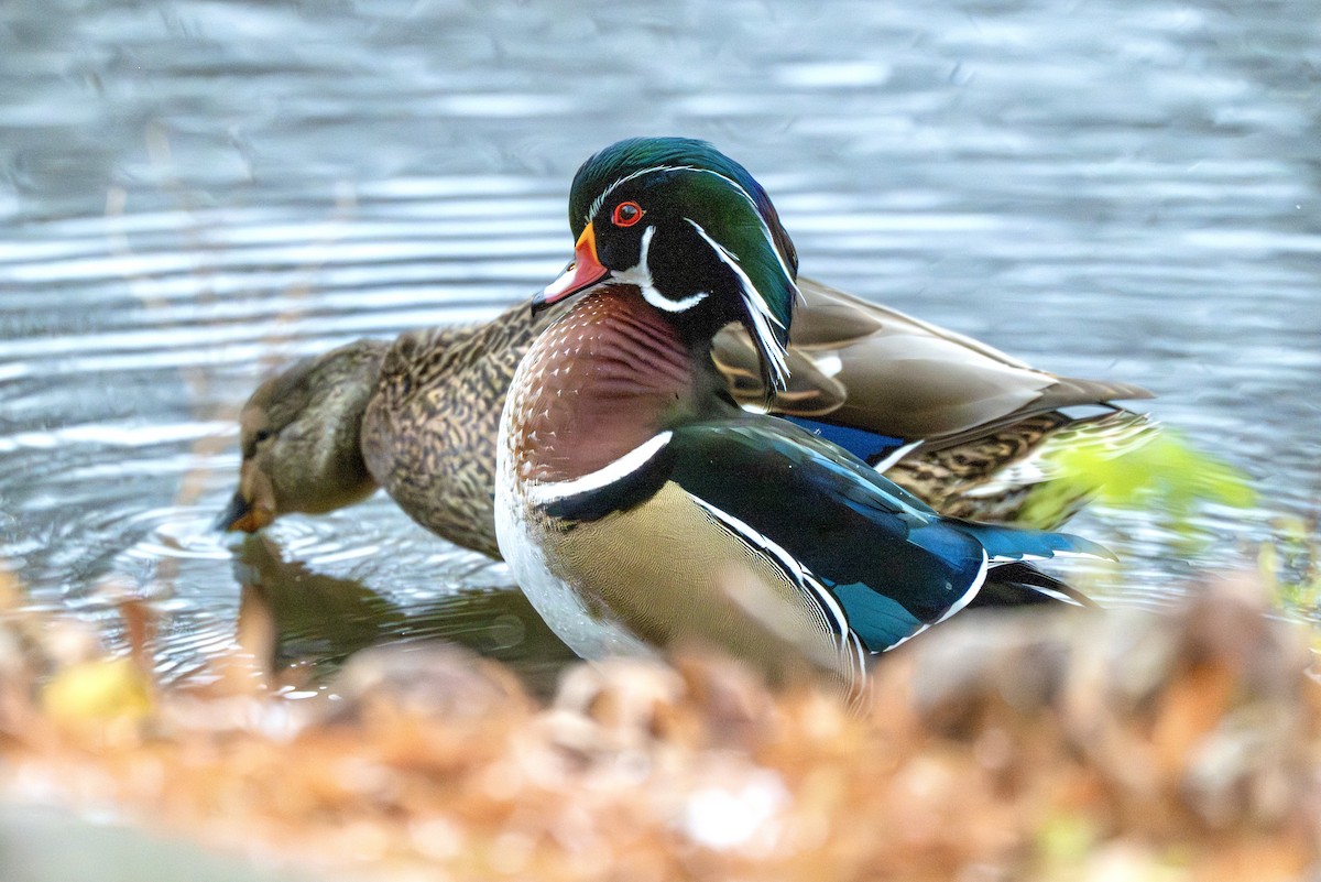 kachnička karolínská - ML645970276