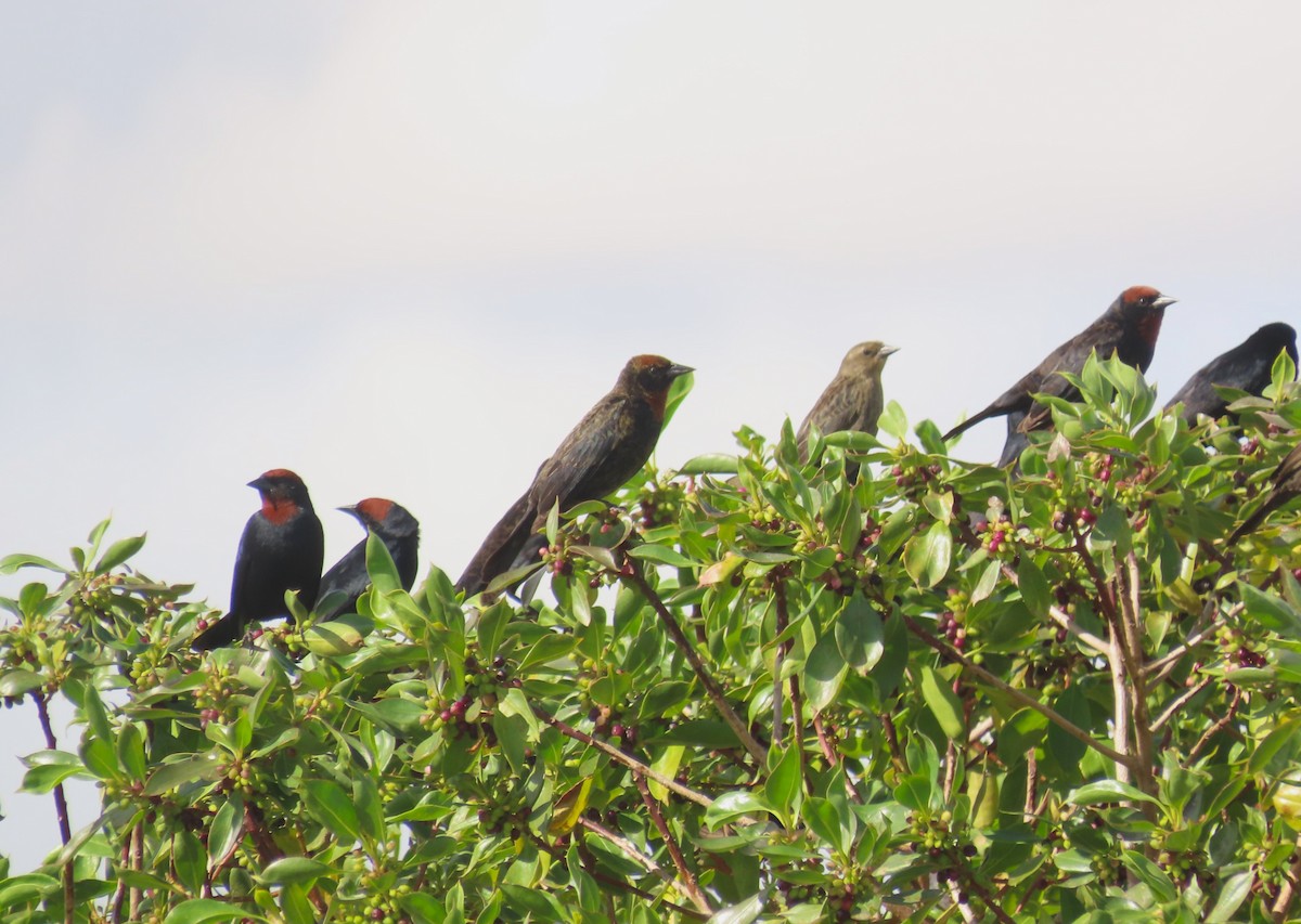 Chestnut-capped Blackbird - ML645970278