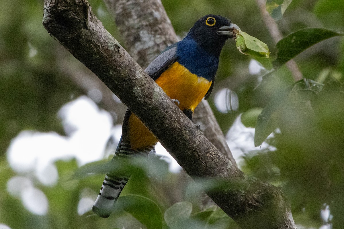 Gartered Violaceous Trogon - ML645970279