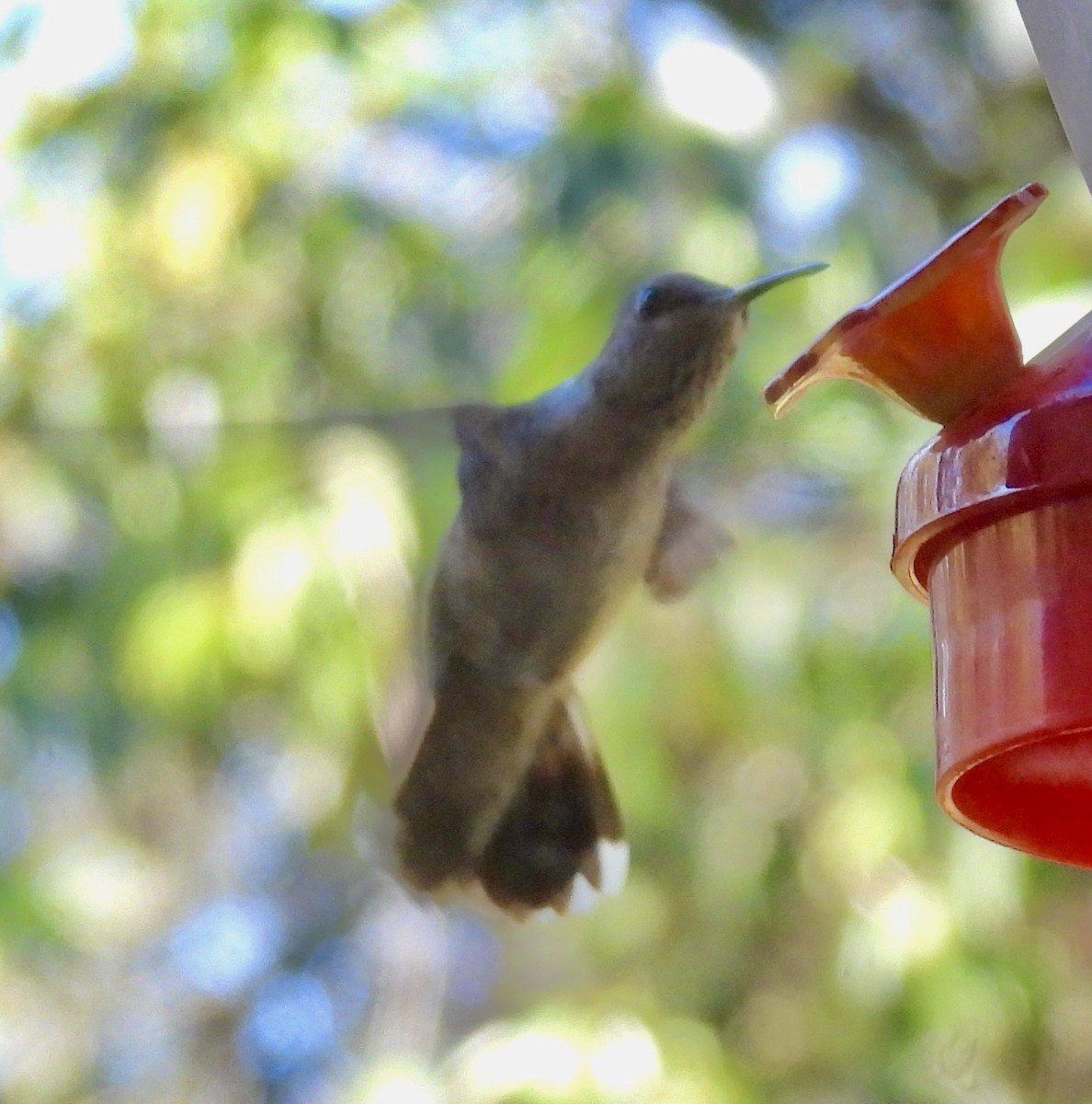 Ruby-throated Hummingbird - ML645970283