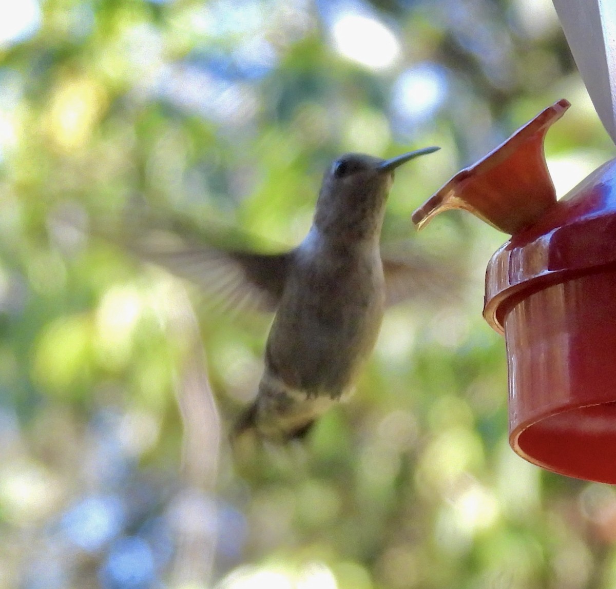 Ruby-throated Hummingbird - ML645970284