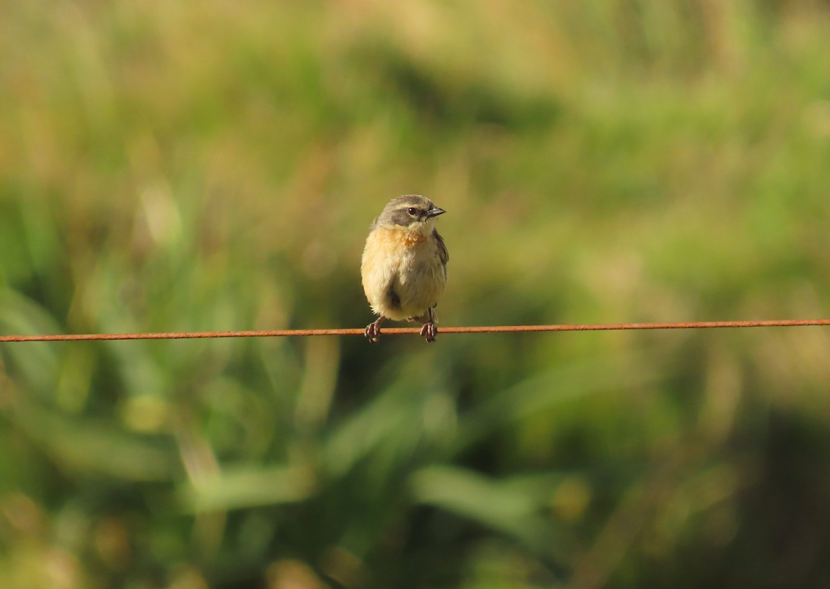 Long-tailed Reed Finch - ML645970285