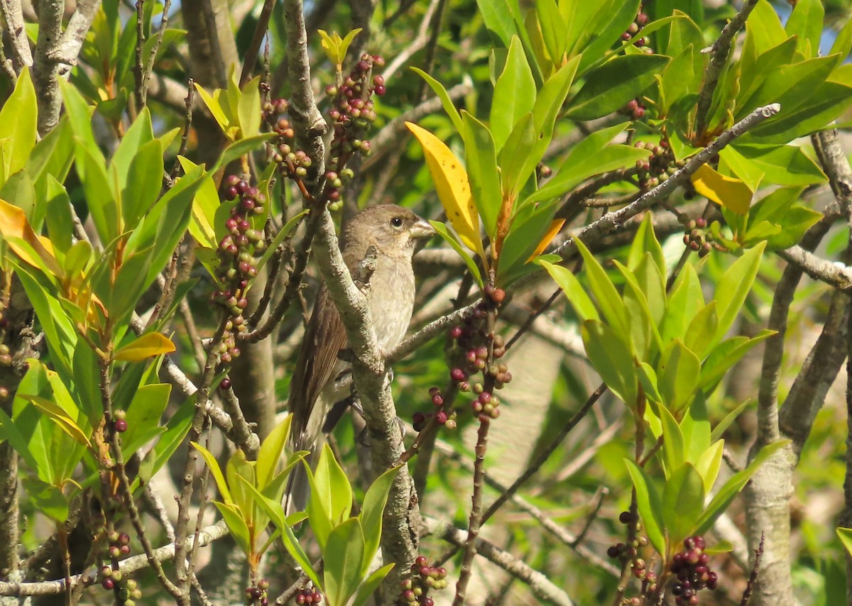 Double-collared Seedeater - ML645970318
