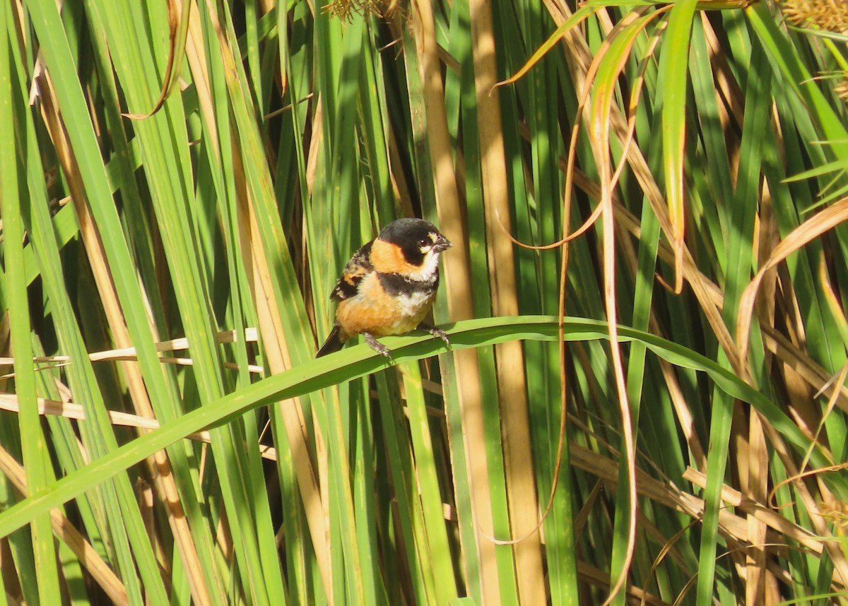 Rusty-collared Seedeater - ML645970322