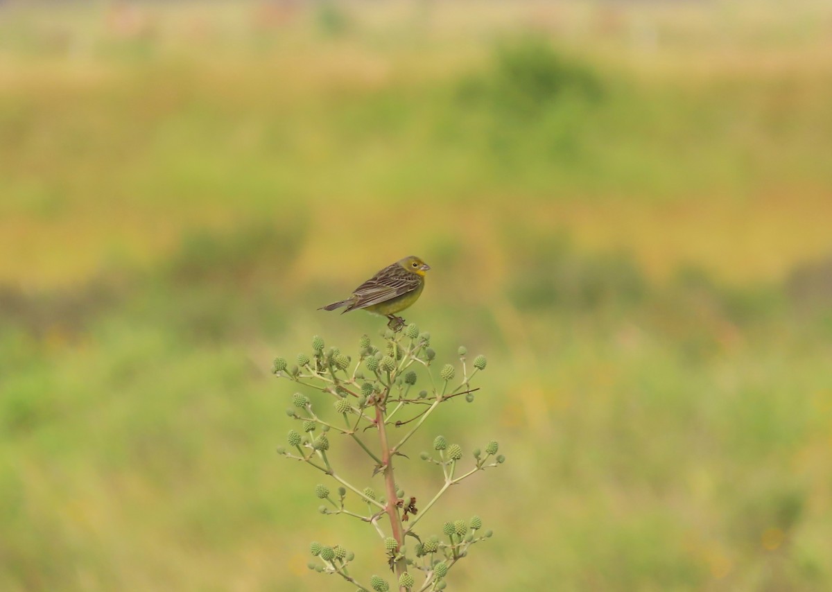 Короткоклювый зерноед - ML645970324