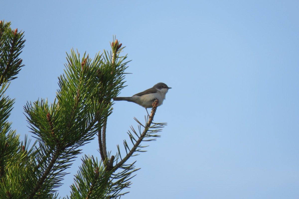 Lesser Whitethroat - ML645970328