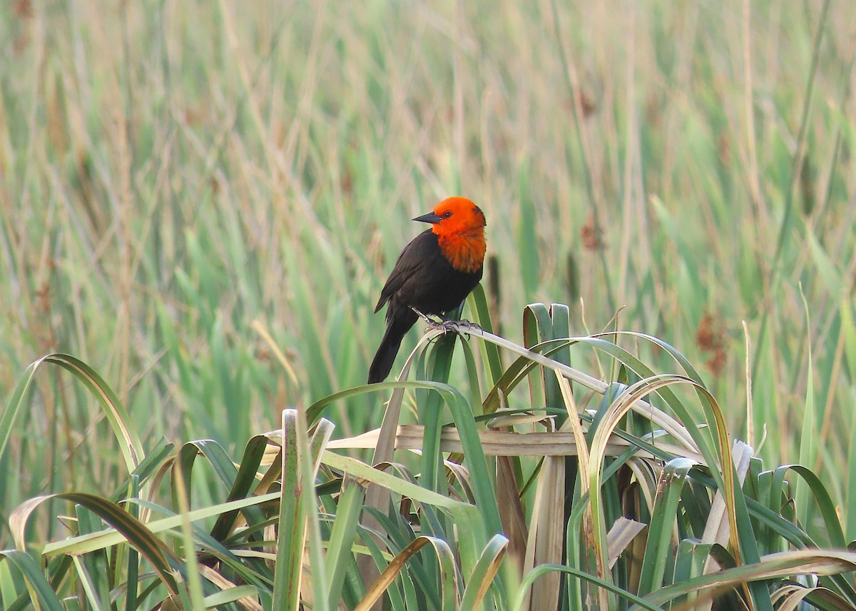 Scarlet-headed Blackbird - ML645970333