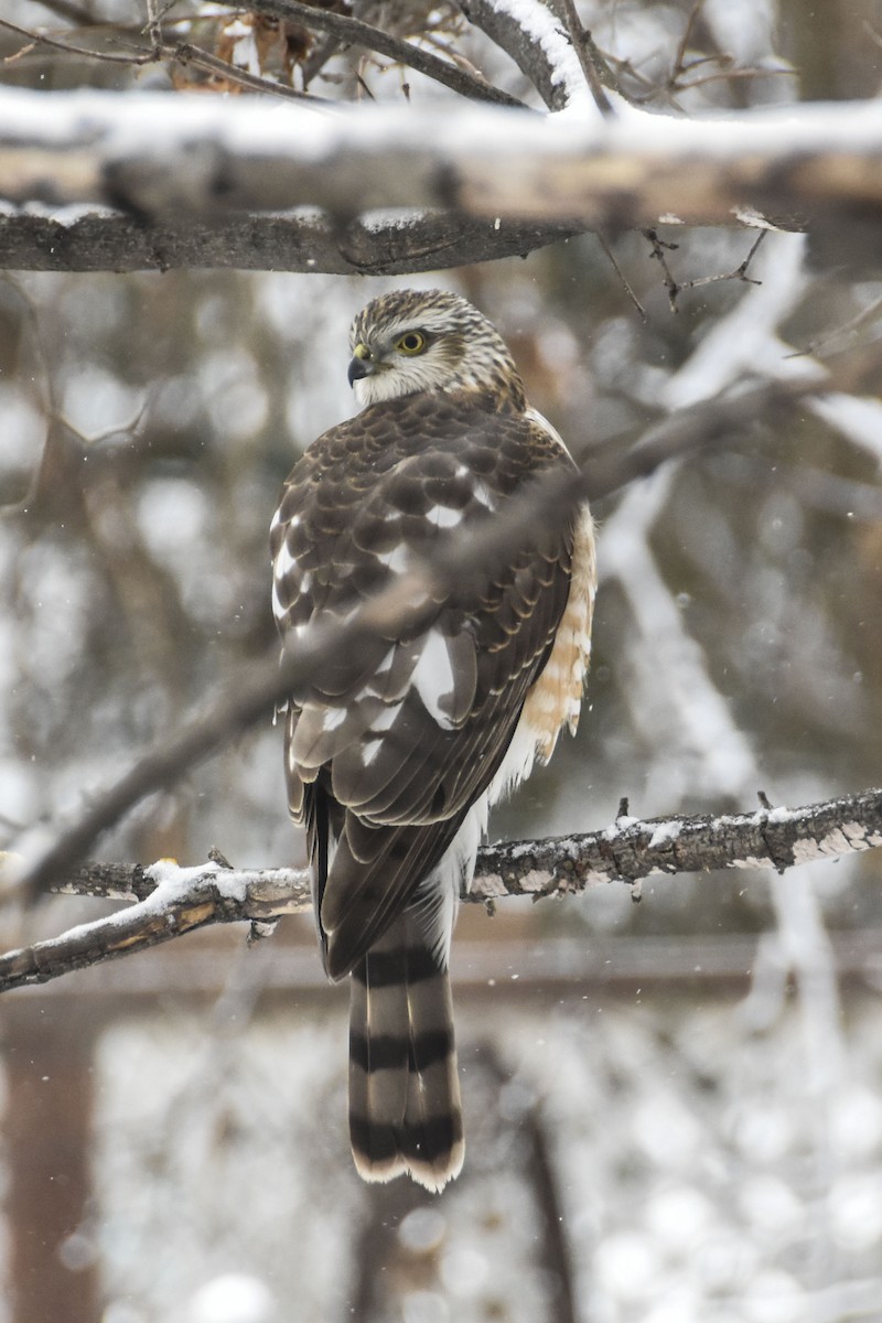 Cooper's Hawk - ML645970334
