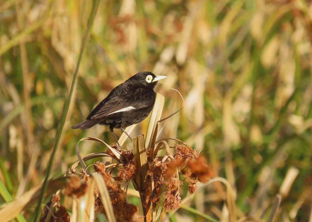 Spectacled Tyrant - ML645970347
