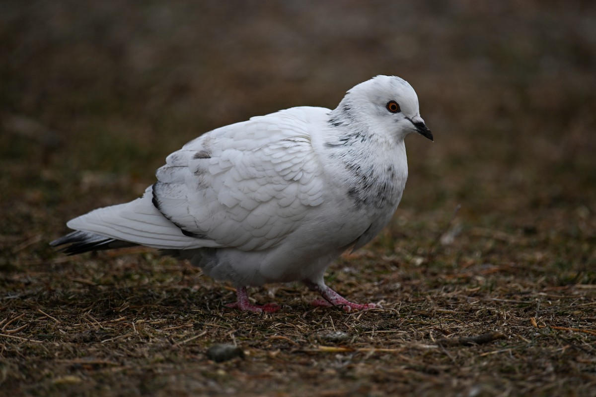 Haitz-usoa (etxekoa) - ML645970356