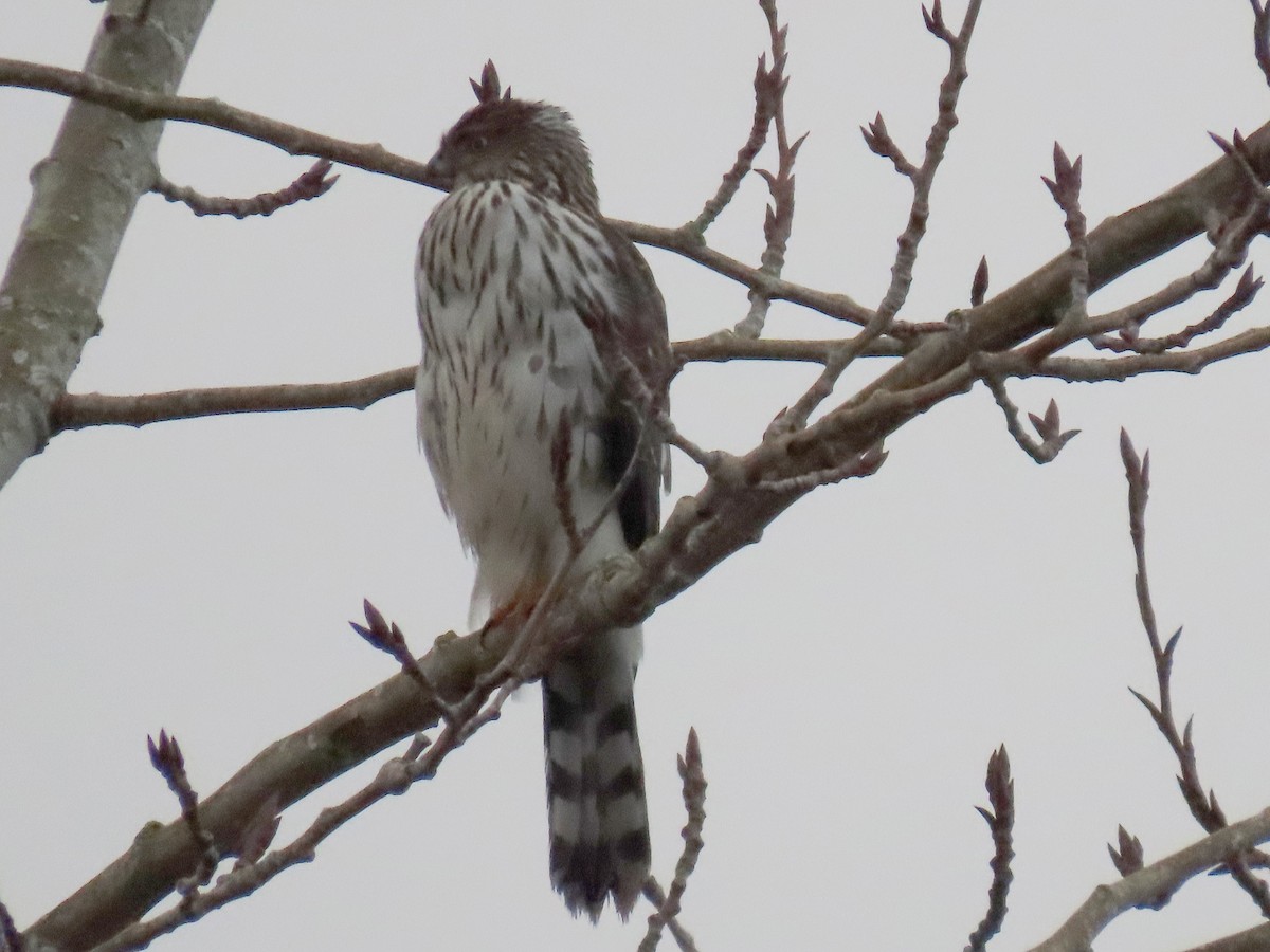 Cooper's Hawk - ML645970367
