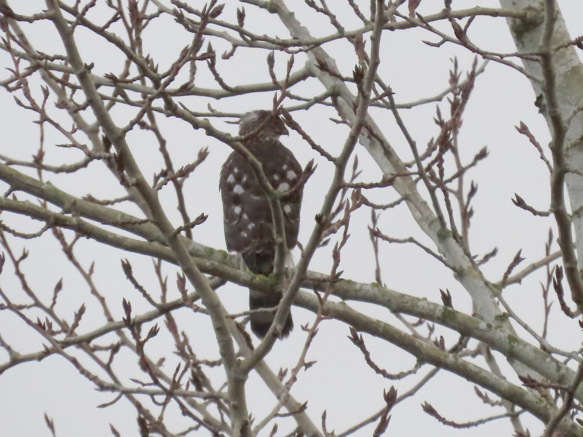 Cooper's Hawk - ML645970368