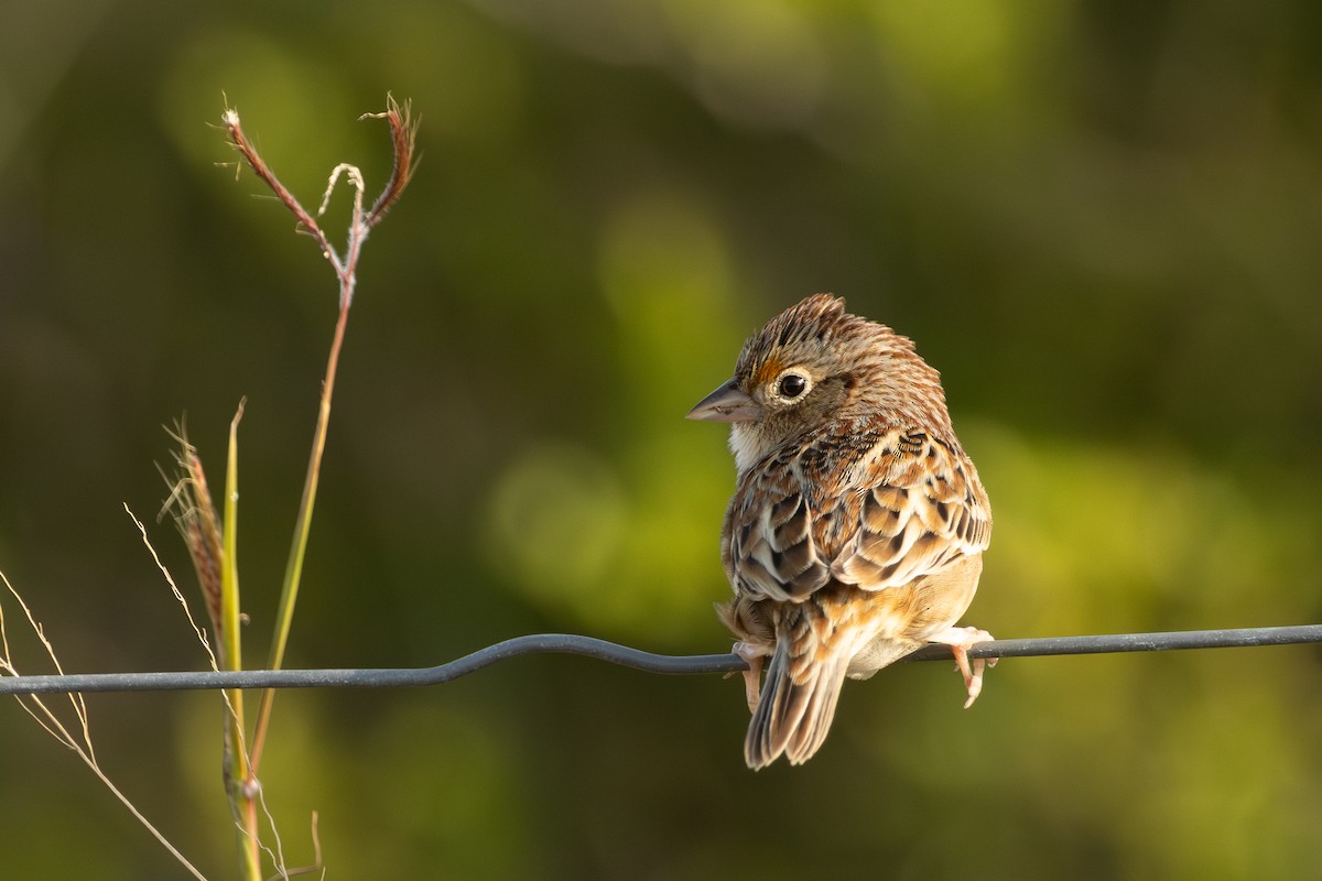 Grasshopper Sparrow - ML645970369