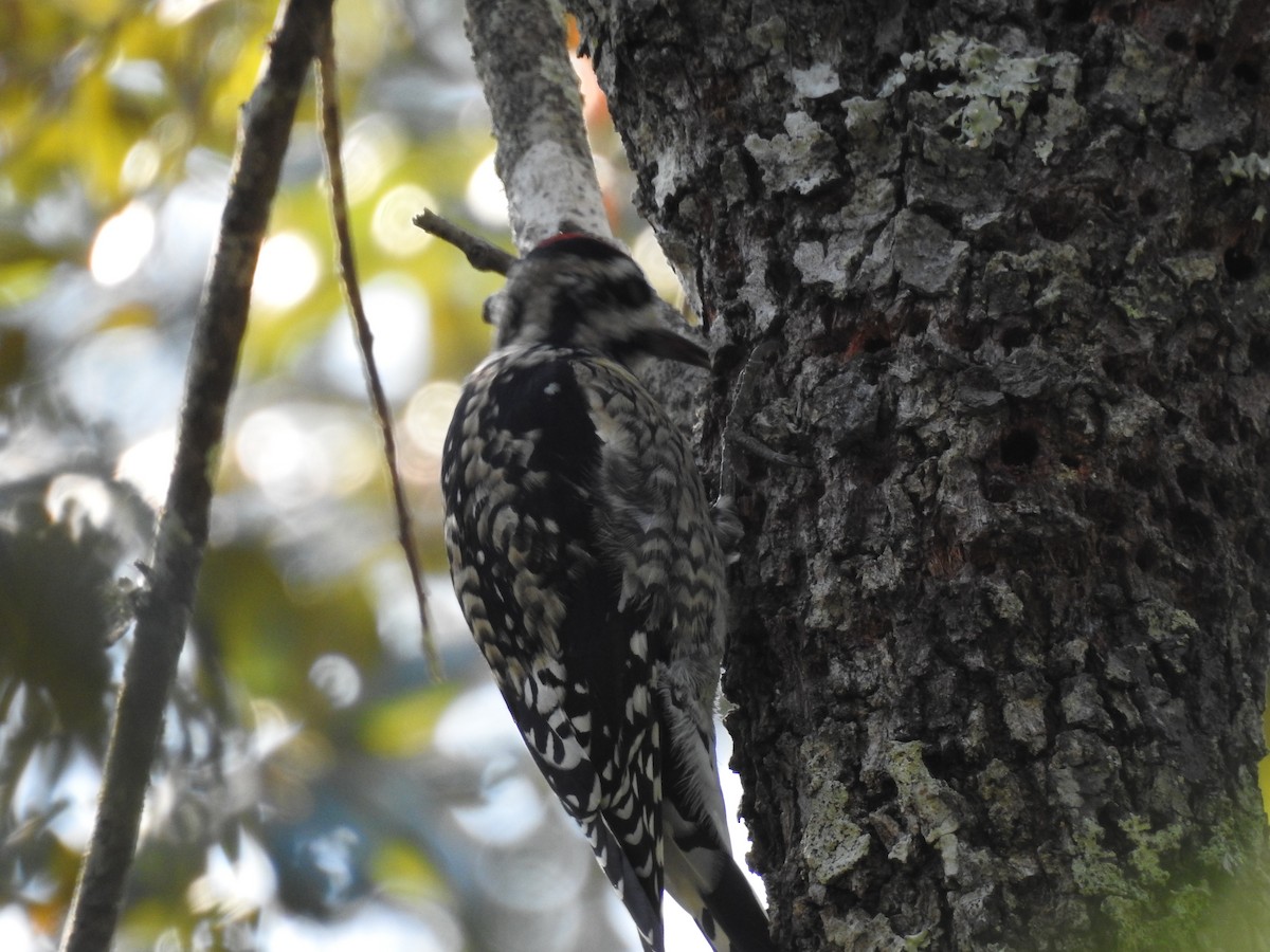Желтобрюхий дятел-сокоед - ML645970377