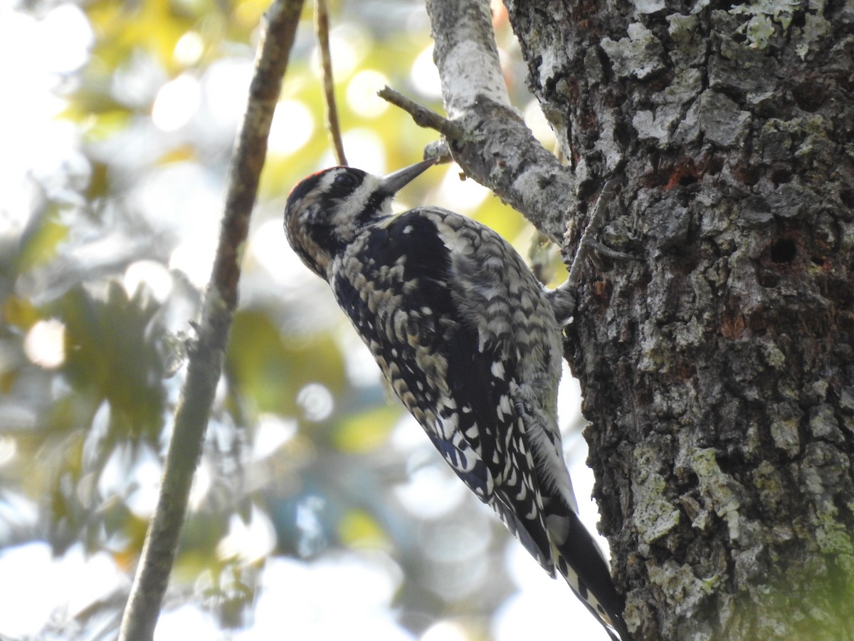 Желтобрюхий дятел-сокоед - ML645970379