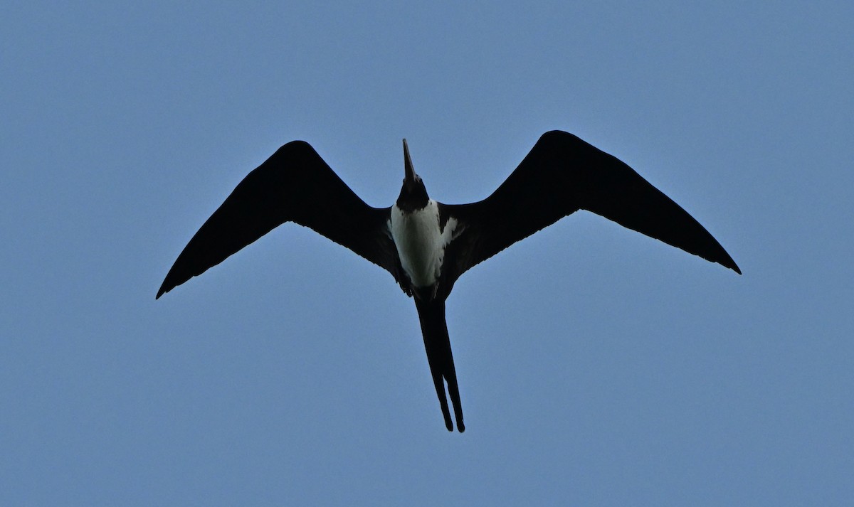 פריגט גדול - ML645970383