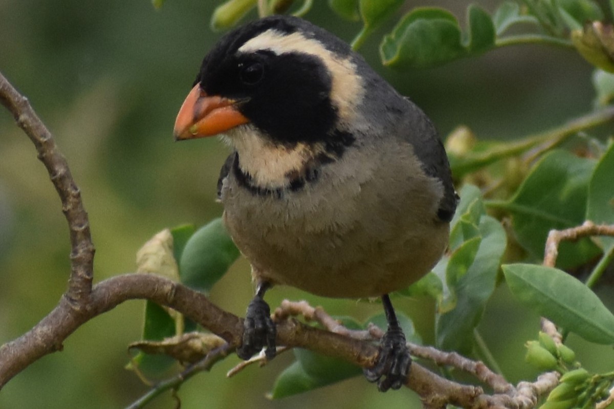 Golden-billed Saltator - ML645970388