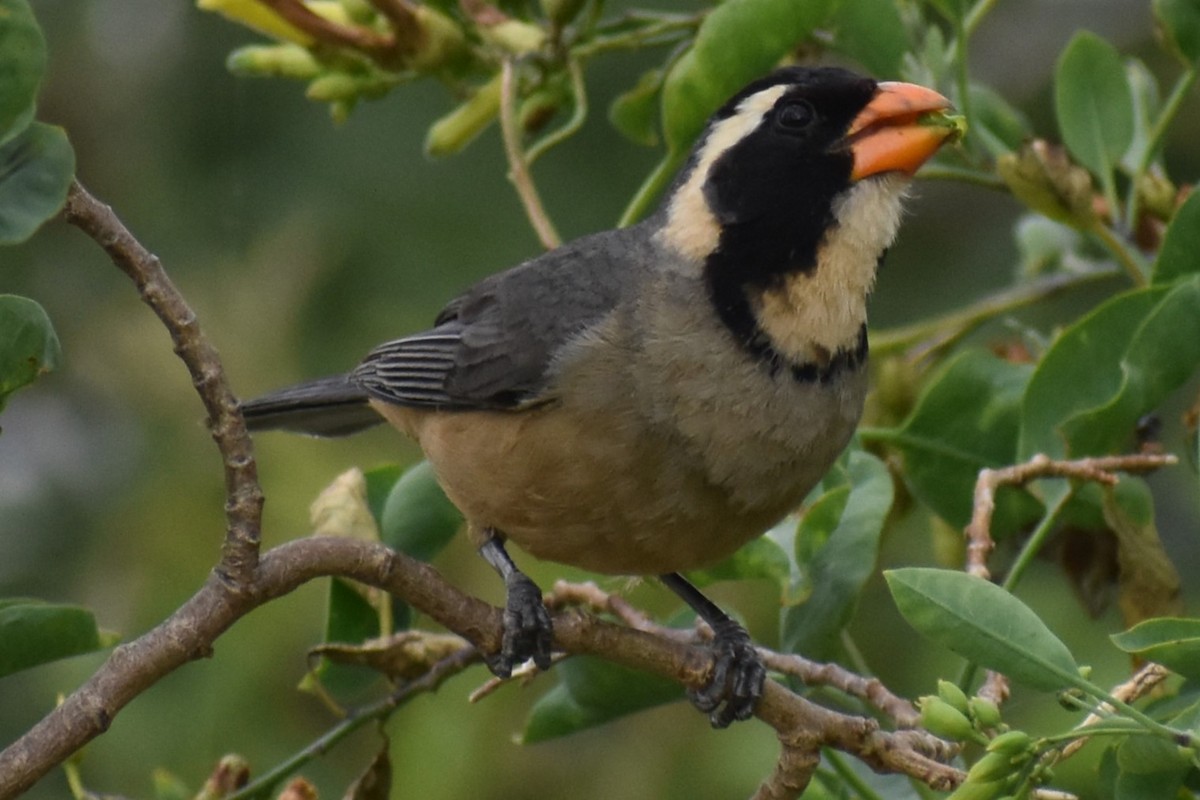 Golden-billed Saltator - ML645970390